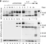 Fig.3.D showing Western Blotting in a Mus musculus (House mouse) sample from the publication: NFATc1 controls the cytotoxicity of CD8+ T cells.