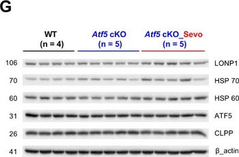 Fig.2.G showing Western Blotting from the publication: ATF5-Dependent GDF15 Expression Mediates Anesthesia-Induced Neuroprotection Against Stroke.