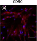 Fig.4.B showing Immunocytochemistry-immunofluorescence in a Homo sapiens (Human) sample from the publication: Differentiation of Human Mesenchymal Stem Cells from Wharton's Jelly Towards Neural Stem Cells Using A Feasible and Repeatable Protocol.