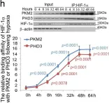 Fig.6.H showing Western Blotting in a Homo sapiens (Human) sample from the publication: The HIF-1α antisense long non-coding RNA drives a positive feedback loop of HIF-1α mediated transactivation and glycolysis.