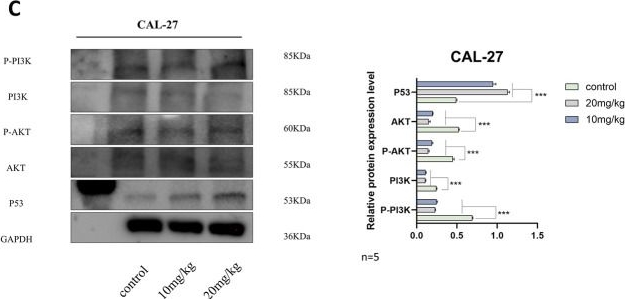 Fig.8.C showing Western Blotting from the publication: The tryptanthrin derivative g2 suppresses tongue squamous cell carcinoma via PI3K/AKT/P53 cathway modulation: evidence from in vitro and in vivo studies.