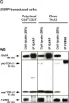 Fig.3.C showing Western blotting following immunoprecipitation in a Homo sapiens (Human) sample from the publication: GARP is regulated by miRNAs and controls latent TGF-β1 production by human regulatory T cells.