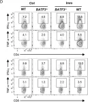 Fig.7.D showing Flow cytometry/Cell sorting in a Mus musculus (House mouse) sample from the publication: cDC1 Dependent Accumulation of Memory T Cells Is Required for Chronic Autoimmune Inflammation in Murine Testis.