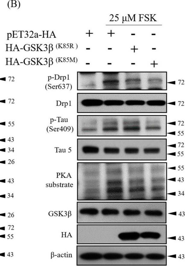 Fig.2.B showing Western Blotting in a Homo sapiens (Human) sample from the publication: GSKIP-Mediated Anchoring Increases Phosphorylation of Tau by PKA but Not by GSK3beta via cAMP/PKA/GSKIP/GSK3/Tau Axis Signaling in Cerebrospinal Fluid and iPS Cells in Alzheimer Disease.