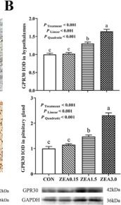 Fig.2.B showing Western Blotting from the publication: Effects of Zearalenone on the Kiss1/GPR54 System and Related Genes Expression in the Hypothalamus and Pituitary Gland of Weaned Gilts.