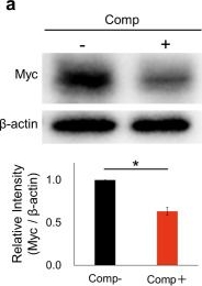 Fig.3.A showing Western Blotting in a Homo sapiens (Human) sample from the publication: Compressive stress inhibits proliferation in AsPC-1 pancreatic cancer cells and reduction of Myc protein.