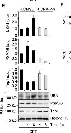 Fig.6.E showing Western Blotting in a Homo sapiens (Human) sample from the publication: DNA-PK triggers histone ubiquitination and signaling in response to DNA double-strand breaks produced during the repair of transcription-blocking topoisomerase I lesions.