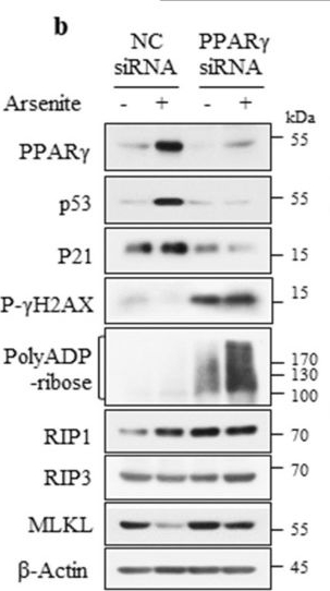 Fig.5.B showing Western Blotting in a Homo sapiens (Human) sample from the publication: Arsenic-Induced PPARγ, with the Coordinated Action of p62, Inhibits Apoptosis and Necroptosis and Activates the DNA Damage Response in A549 Lung Cancer Cells, Leading to Carcinogenesis.