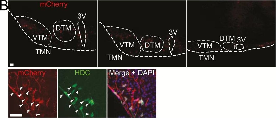 Genetic lesioning of histamine neurons increases sleep-wake fragmentation and reveals their contribution to modafinil-induced wakefulness.