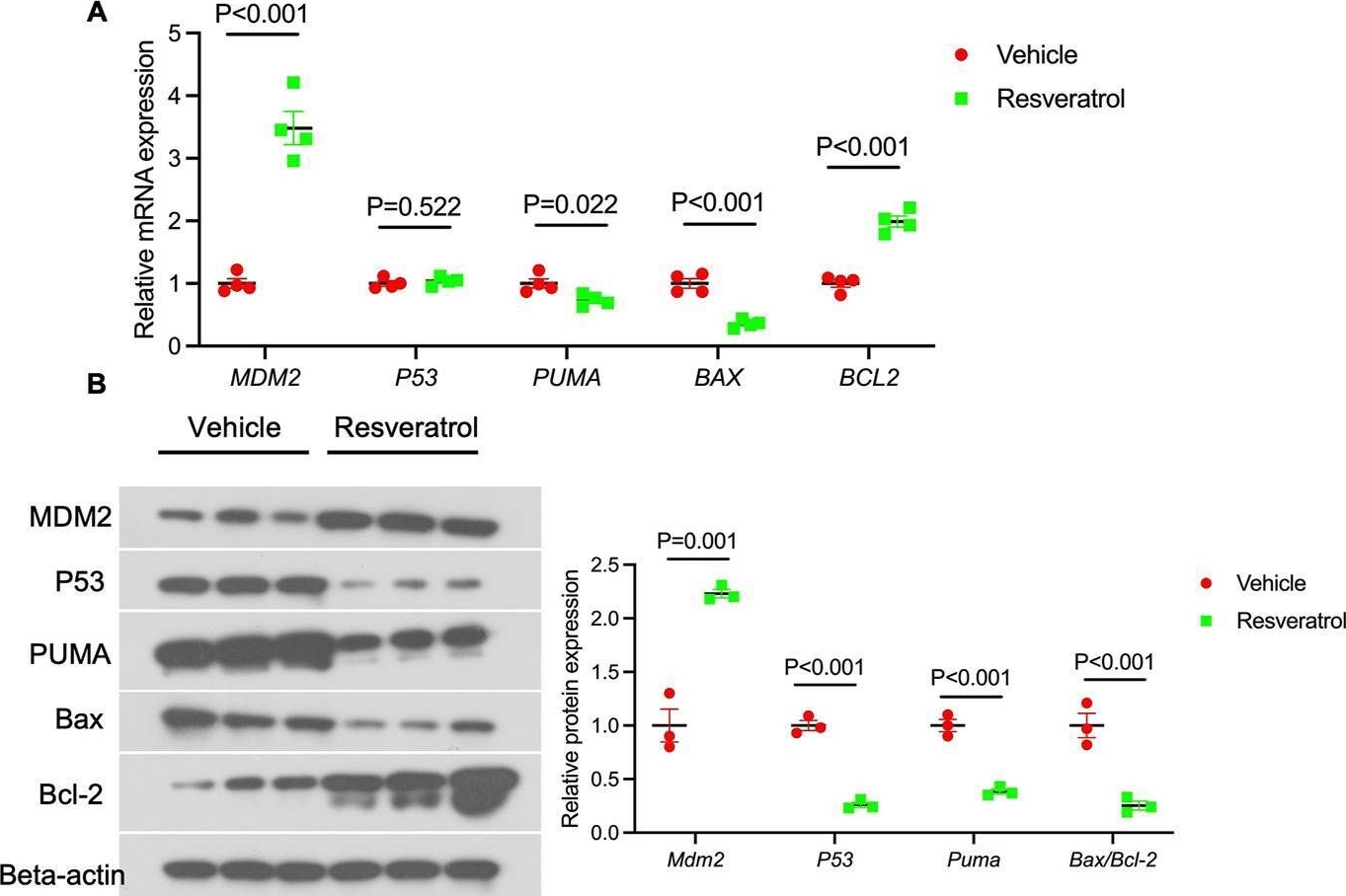 Fig.5.A showing Western Blotting in a Mus musculus (House mouse) sample from the publication: Resveratrol targeting MDM2/P53/PUMA axis to inhibit colonocyte apoptosis in DSS-induced ulcerative colitis mice.