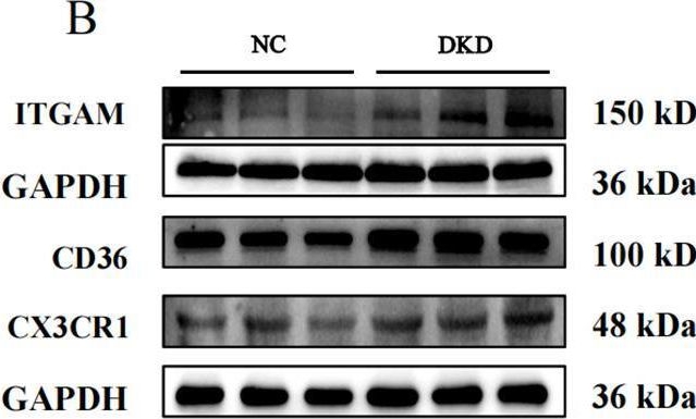 Fig.9.B showing Western Blotting in a Mus musculus (House mouse) sample from the publication: Unveiling macrophage dynamics and efferocytosis-related targets in diabetic kidney disease: insights from single-cell and bulk RNA-sequencing.