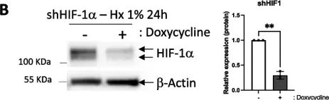 Fig.6.B showing Western Blotting in a Homo sapiens (Human) sample from the publication: The marine-derived HIF-1α inhibitor, Yardenone 2, reduces prostate cancer cell proliferation by targeting HIF-1 target genes.