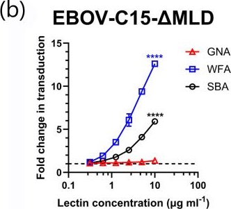 Fig.5.B from the publication: Wisteria floribunda agglutinin enhances Zaire ebolavirus entry through interactions at specific N-linked glycosylation sites on the virus glycoprotein complex.