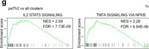 Fig.5.G in a Mus musculus (House mouse) sample from the publication: Single-cell and chromatin accessibility profiling reveals regulatory programs of pathogenic Th2 cells in allergic asthma.