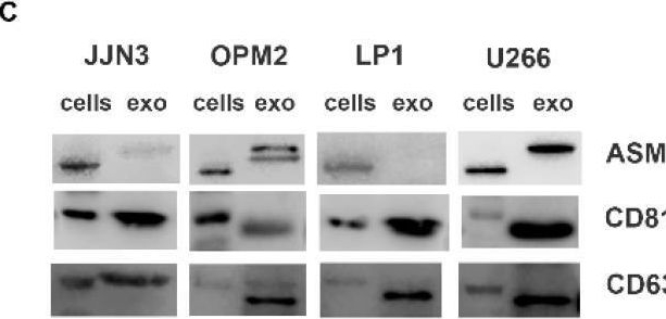 Fig.2.C showing Western Blotting from the publication: The Transfer of Sphingomyelinase Contributes to Drug Resistance in Multiple Myeloma.