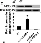 Fig.4.C showing Western Blotting from the publication: Mechanisms for vascular cell adhesion molecule-1 activation of ERK1/2 during leukocyte transendothelial migration.