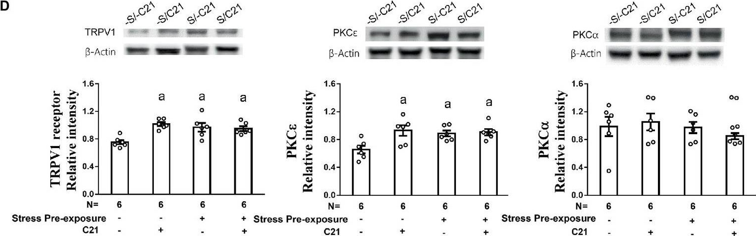 Fig.4.D showing Western Blotting from the publication: Medial and dorsal lateral septum involving social disruption stress-primed escalation in acid-induced writhes.