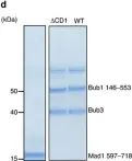 Fig.3.D showing Western Blotting in a Homo sapiens (Human) sample from the publication: Bub1 positions Mad1 close to KNL1 MELT repeats to promote checkpoint signalling.