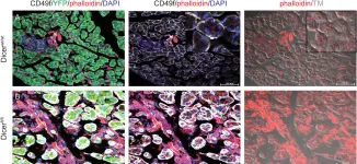 Fig.2.A,B showing Immunohistochemistry in a Mus musculus (House mouse) sample from the publication: Dicer is required for maintenance of adult pancreatic acinar cell identity and plays a role in Kras-driven pancreatic neoplasia.