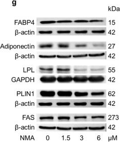 Fig.5.G showing Western Blotting from the publication: Anti-Adipogenic Effects of N-Methylatalaphylline in 3T3-L1 Cells Through Modulation of Metabolic and Mitogenic Signaling Pathways.