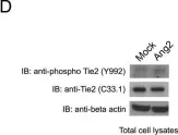 Fig.3.D showing Western Blotting from the publication: Differential response of lymphatic, venous and arterial endothelial cells to angiopoietin-1 and angiopoietin-2.