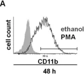 Fig.3.A showing Flow cytometry/Cell sorting from the publication: ABR, a novel inducer of transcription factor C/EBPα, contributes to myeloid differentiation and is a favorable prognostic factor in acute myeloid leukemia.