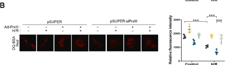 Fig.10.B from the publication: Peroxiredoxin Ⅲ mitigates mitochondrial H2O2-mediated damage and supports quality control in cardiomyocytes under hypoxia-reoxygenation stress.