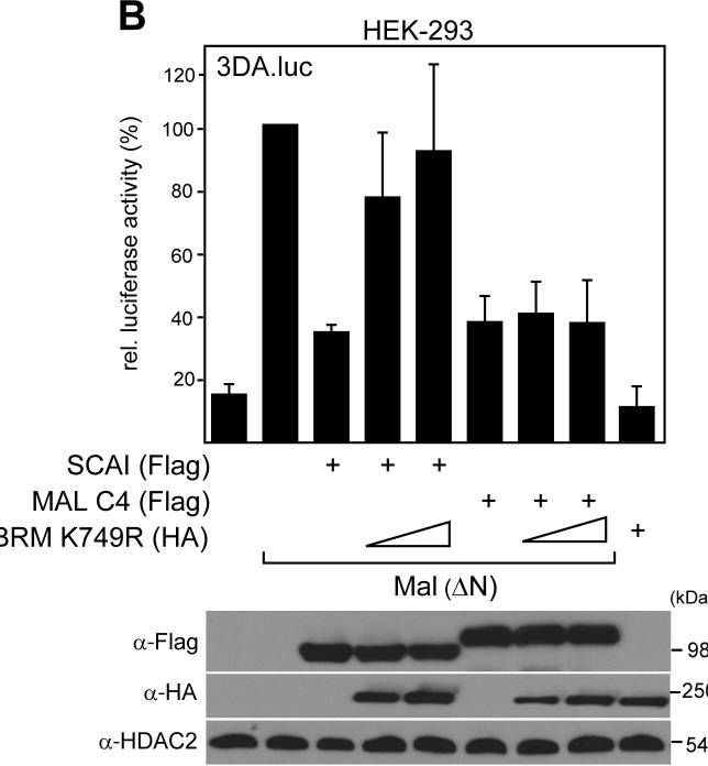 Fig.3.B showing Western Blotting in a Homo sapiens (Human) sample from the publication: Functional interaction of SCAI with the SWI/SNF complex for transcription and tumor cell invasion.