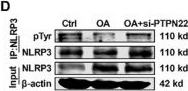 Fig.6.D showing Western Blotting from the publication: Lactylation-Driven YTHDC1 Alleviates MASLD by Suppressing PTPN22-Mediated Dephosphorylation of NLRP3.