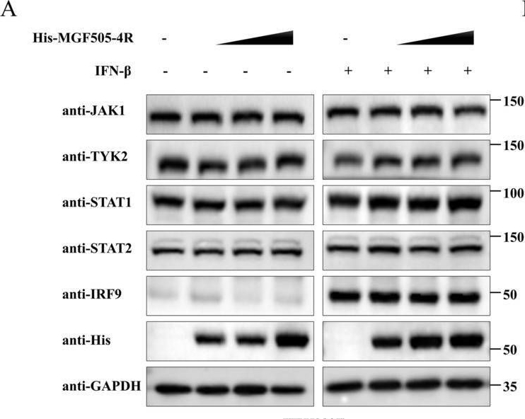 Fig.8.A showing Western Blotting from the publication: African swine fever virus MGF505-4R facilitates cGAS degradation through TOLLIP-mediated selective autophagy and inhibits the formation of ISGF3 to evade innate immunity.