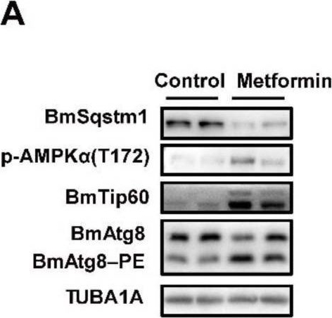 Fig.5.A showing Western Blotting in a Bombyx mori (Silkworm) sample from the publication: Tip60 Phosphorylation at Ser 99 Is Essential for Autophagy Induction in Bombyx mori.