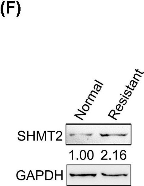 Fig.3.F showing Western Blotting in a Homo sapiens (Human) sample from the publication: ERRα activates SHMT2 transcription to enhance the resistance of breast cancer to lapatinib via modulating the mitochondrial metabolic adaption.