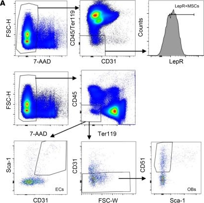 Fig.1.A showing Flow cytometry/Cell sorting in a Mus musculus (House mouse) sample from the publication: Sexual dimorphism in the mouse bone marrow niche regulates hematopoietic engraftment via sex-specific Kdm5c/Cxcl12 signaling.