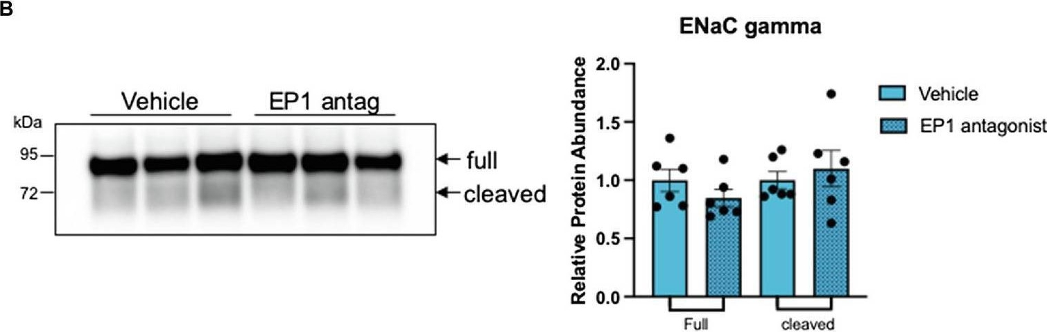 Fig.6.B showing Western Blotting from the publication: Low Salt Delivery Triggers Autocrine Release of Prostaglandin E2 From the Aldosterone-Sensitive Distal Nephron in Familial Hyperkalemic Hypertension Mice.