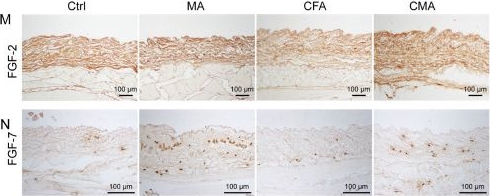 Fig.3.M showing Immunohistochemistry from the publication: Fibroblasts as key effectors of acupuncture in treatment of rheumatoid arthritis.