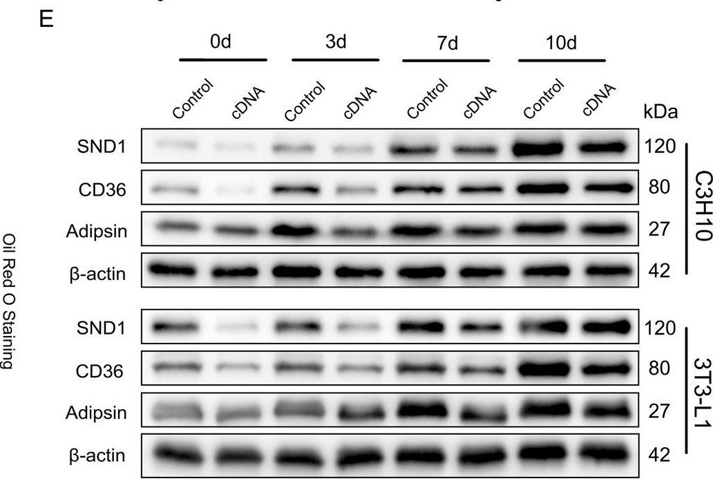 Fig.5.E showing Western Blotting in a Mus musculus (House mouse) sample from the publication: Microfibrillar-associated protein 5 suppresses adipogenesis by inhibiting essential coactivator of PPARγ.