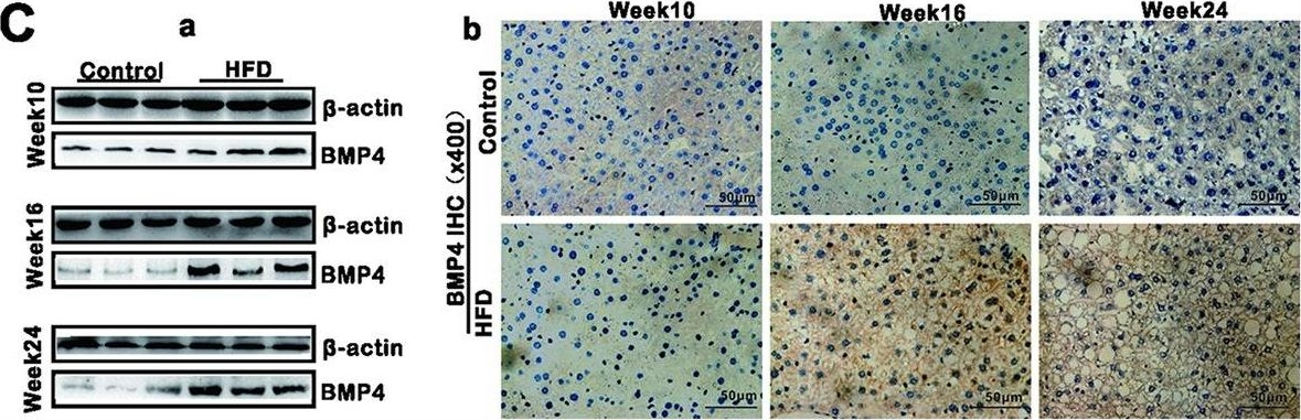 Fig.1.C showing Western Blotting in a Mus musculus (House mouse) sample from the publication: Bone morphogenetic protein 4 (BMP4) alleviates hepatic steatosis by increasing hepatic lipid turnover and inhibiting the mTORC1 signaling axis in hepatocytes.
