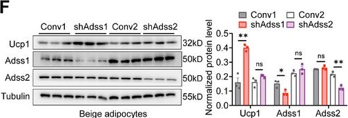 Fig.3.F showing Western Blotting from the publication: Adenylosuccinate Synthase 1 Deficiency Improves Energy Metabolism by Promoting Adipose Tissue Re-esterification via Glycerol Kinase Upregulation.