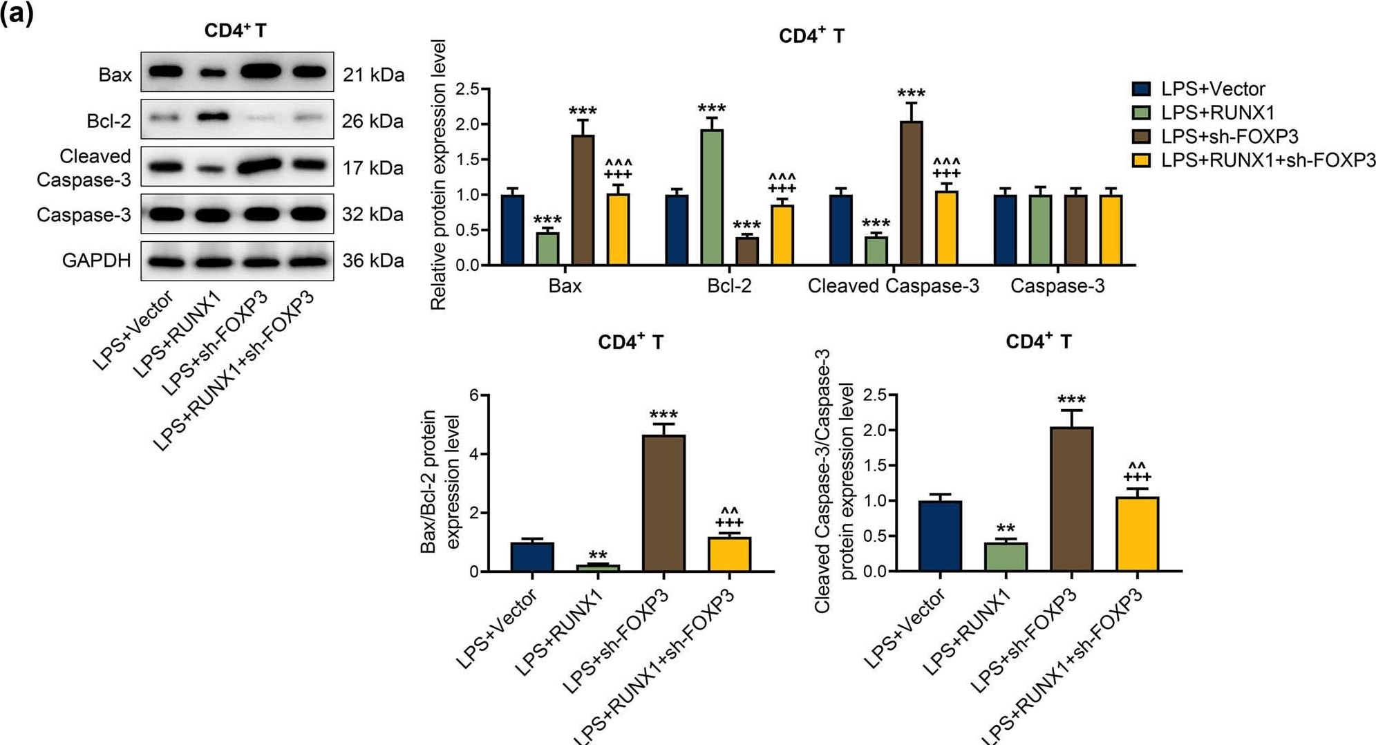 Fig.9.A showing Western Blotting from the publication: Effect of RUNX1/FOXP3 axis on apoptosis of T and B lymphocytes and immunosuppression in sepsis.