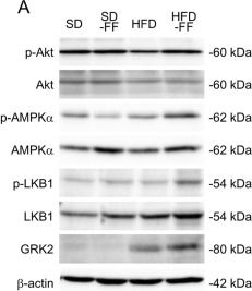 Fig.4.A showing Western Blotting in a Mus musculus (House mouse) sample from the publication: Hepatic-vascular crosstalk via GRK2: fenofibrate improves endothelial function by restoring lipid metabolism and NO signaling in obese mice.