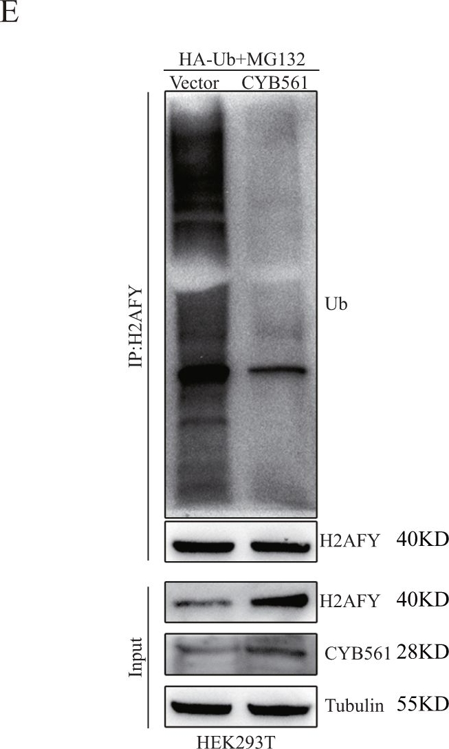 Fig.5.E showing Western Blotting in a Homo sapiens (Human) sample from the publication: CYB561 promotes HER2+ breast cancer proliferation by inhibiting H2AFY degradation.