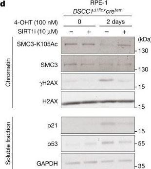 Fig.4.D showing Western Blotting in a Homo sapiens (Human) sample from the publication: Genetic determinants of micronucleus formation in vivo.