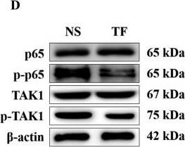 Fig.14.D showing Western Blotting in a Bos taurus (Bovine) sample from the publication: Transfer factor alleviates bovine mastitis and protects mammary epithelial barrier via the TAK1/NF-κB/MLCK signaling axis.
