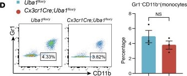 Fig.4.D showing Flow cytometry/Cell sorting in a Mus musculus (House mouse) sample from the publication: UBA1-depleted neutrophils disrupt immune homeostasis and induce VEXAS-like autoinflammatory disease in mice.