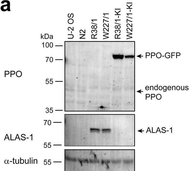 Fig.6.A showing Western Blotting from the publication: Generation and characterization of human U-2 OS cell lines with the CRISPR/Cas9-edited protoporphyrinogen oxidase IX gene.