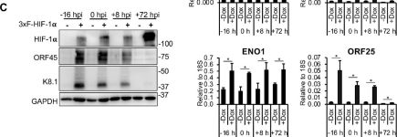 W1LD ノルアドレナリン Anti HIF-1 Alpha Antibody (D1S7W) Rabbit mAb | Cell Signaling