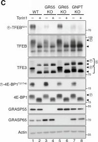Fig.5.C showing Western Blotting from the publication: GRASP55 maintains lysosome function by controlling sorting of lysosomal enzymes at the Golgi.