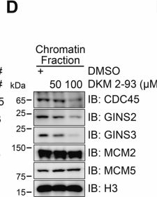 Fig.10.D showing Western Blotting from the publication: MCM5 UFMylation regulates replication origin firing and fork progression.
