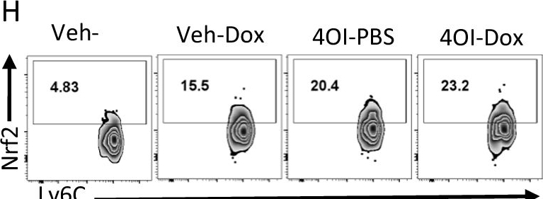 Fig.7.H showing Flow cytometry/Cell sorting in a Mus musculus (House mouse) sample from the publication: Myeloid-derived suppressor cell mitochondrial fitness governs chemotherapeutic efficacy in hematologic malignancies.