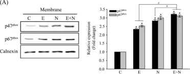 Fig.1.A showing Western Blotting from the publication: The Overactivation of NADPH Oxidase during Clonorchis sinensis Infection and the Exposure to N-Nitroso Compounds Promote Periductal Fibrosis.